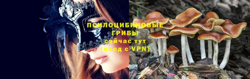 Псилоцибиновые грибы Cubensis  купить наркоту  Болгар 